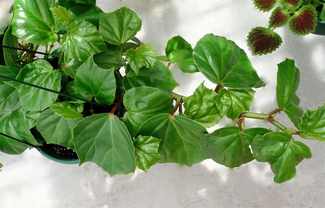 B. convolvulacea